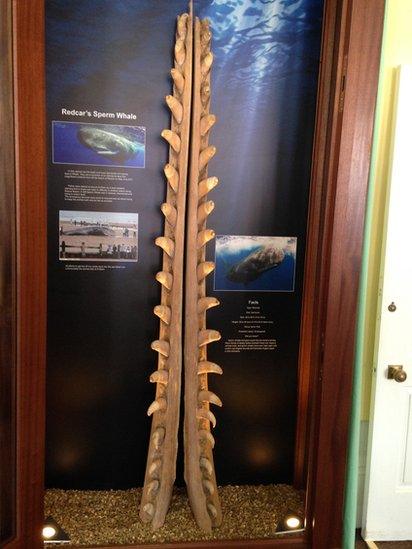 Whale jawbone