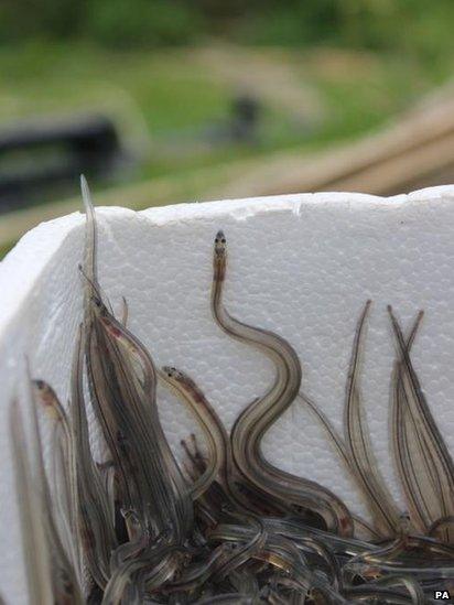 Elvers