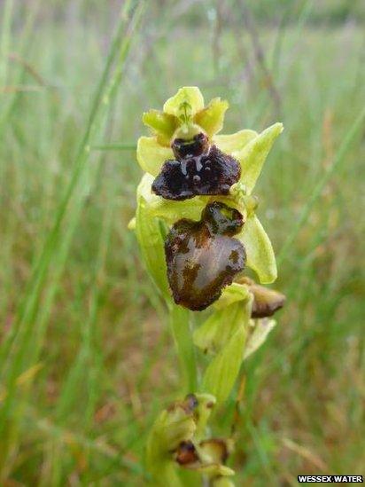 Early spider orchid