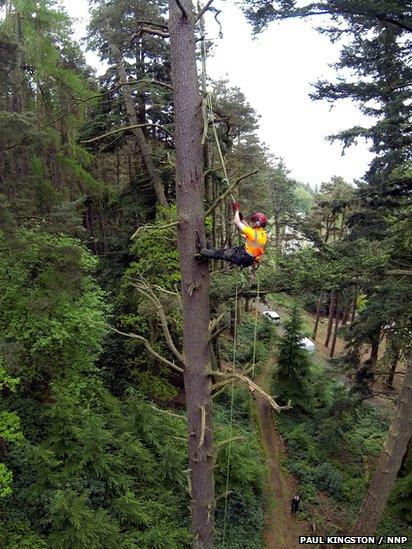 Worker climbing Scots pine tree