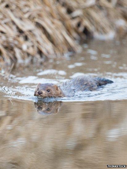 American mink