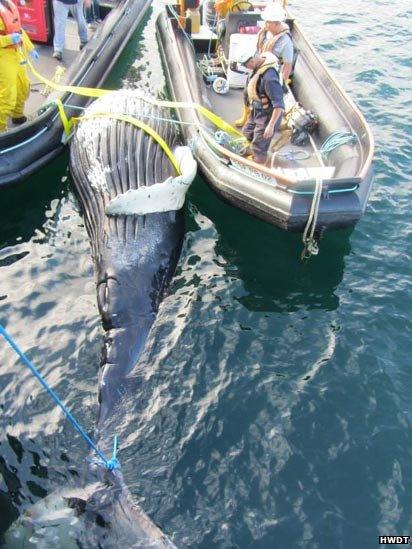 Humpback whale