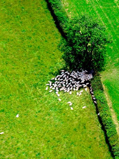 Sheep sleeping in the shade in the Vale of Glamorgan