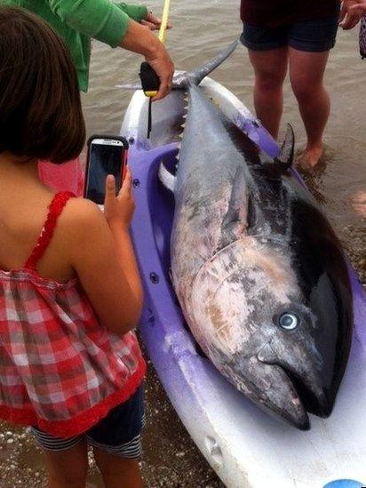 Bluefin tuna