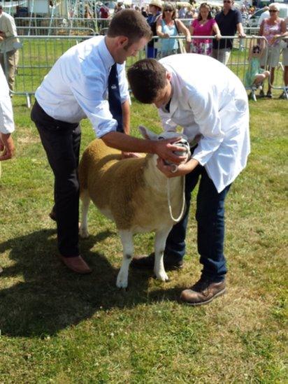 Sheep contest