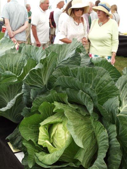 Giant cabbage