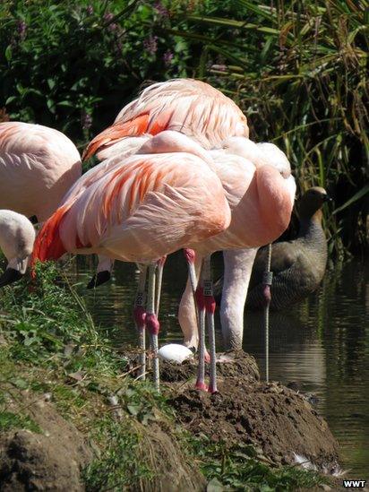 Flamingos standing over an egg