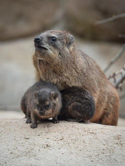 Rock Hyrax mother with two babies