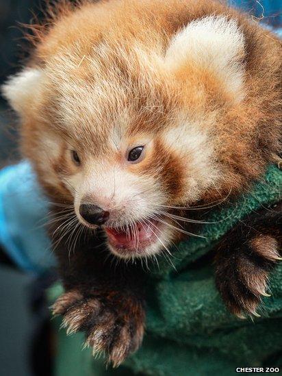 Red panda cub