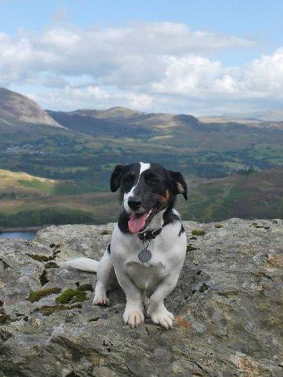 Keith the dog in Snowdonia