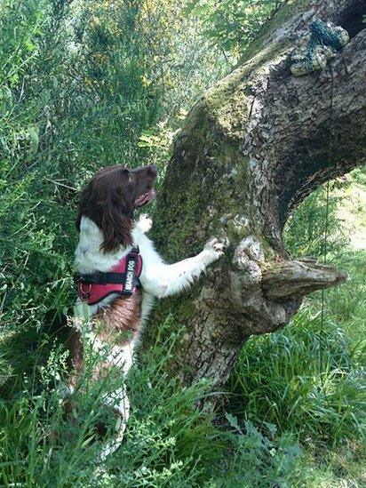 Barra in training