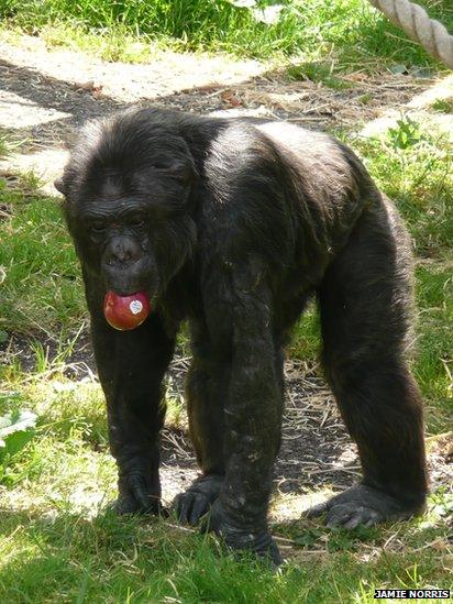 One of the Edinburgh chimpanzees