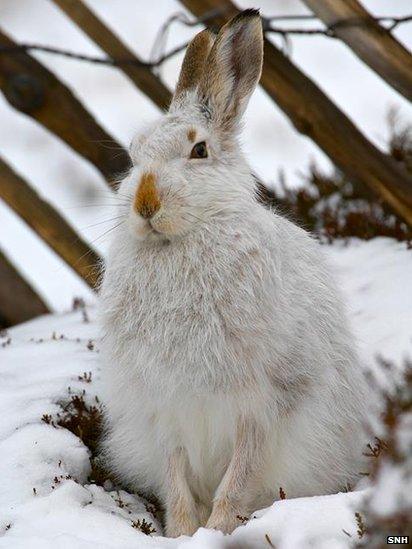 Mountain hare