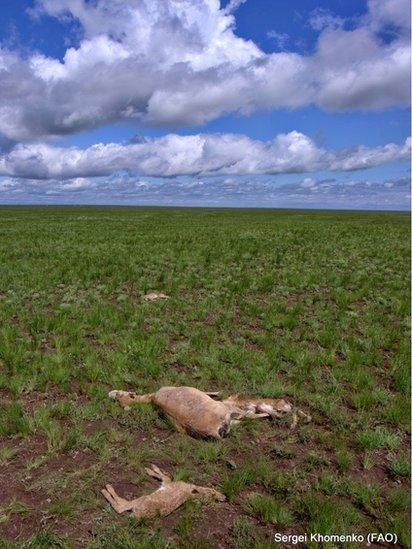 dead antelope and calf