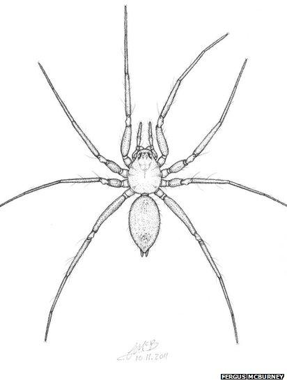 Horrid ground weaver