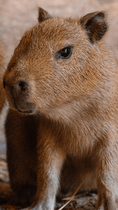 Two brown Capybaras stood next to each other