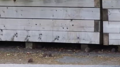 A number of rats take cover under a large wooden planter box.