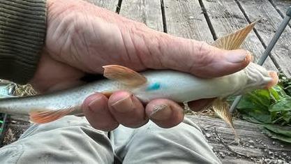 Person holding a small fish with blue spot on its underside. The arm holding the fish is wearing an green sleeve.