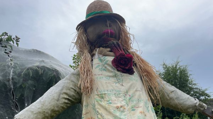 A scarecrow with a hat, purple scarf and straw hair guards the garden