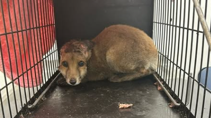 A small fox in a cage. The fox appears to have a head injury and looks scared