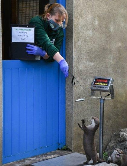 Otter pup waits to have its weight taken at ZSL London Zoo 2020 weigh-in and measurement.