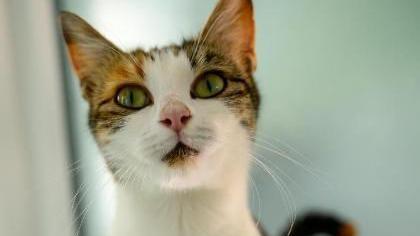 A cat with white and tortoiseshell fur. She is indoors, and seems to be looking inquisitively at the camera.