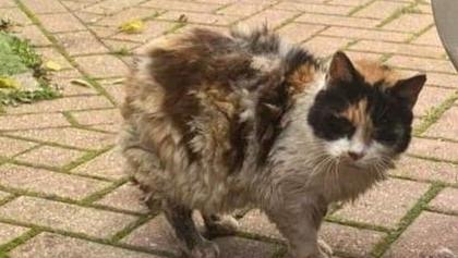 A cat looking matted, muddy and scared. It's fur is sticking up. The cat is outside on a pavement 