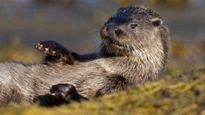 An otter lying on some seawood.