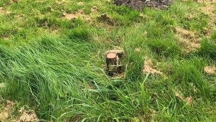 The stump of a tree that had been planted to mark The Queen's Platinum Jubilee