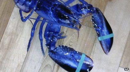 Rare blue lobster