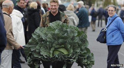 Giant cabbage