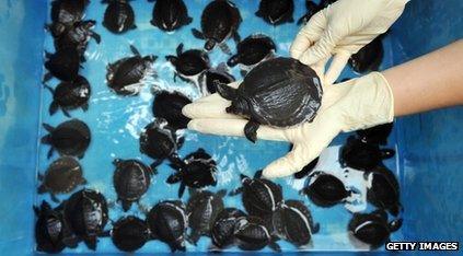 Pig-nosed turtles