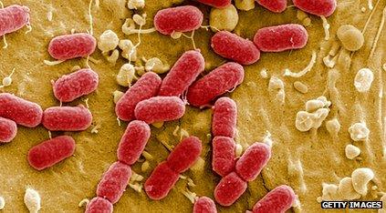 E. coli bacteria