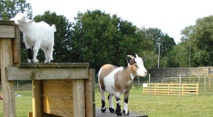 The pygmy goats