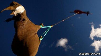 Black rhino being transported by helicopter