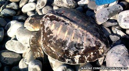 Turtle on pebble beach
