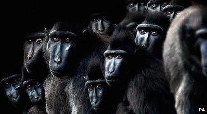 Group of monkeys