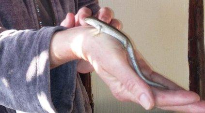 A Chioninia lizard that survived a 3,000-mile flight AND being put through the washing machine!