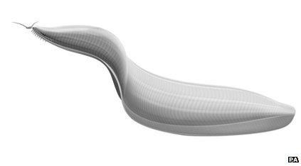 Pikaia gracilens (artist's impression)