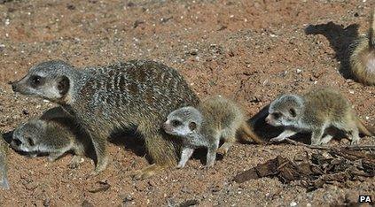 Meerkat family