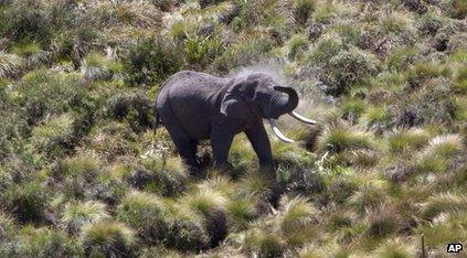 Elephant on Mount Kenya