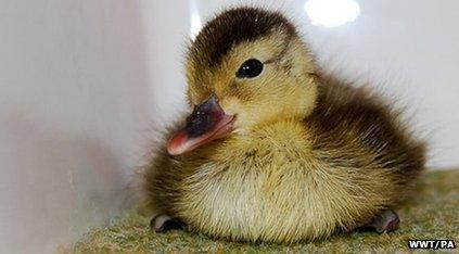 One of the Madagascar pochard ducklings