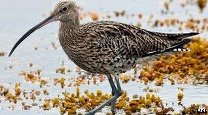 Curlew (Numenius arquata)