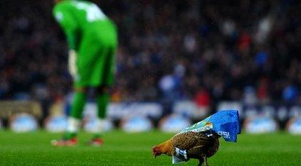 chicken on football pitch with goalkeeper behind