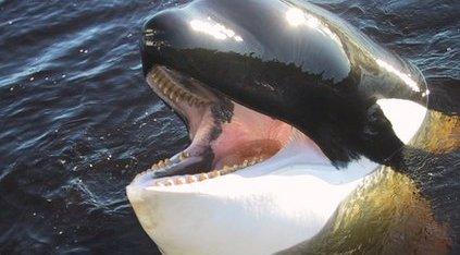 An Orca, or Killer Whale