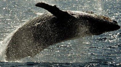 A Humpback Whale