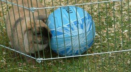 Autumn the rabbit