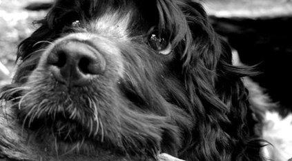 Otis the dog