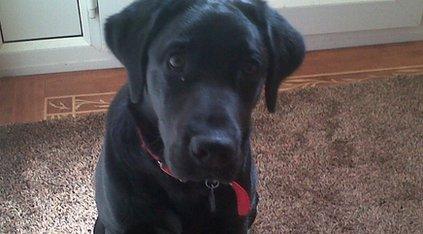 Zac the dog