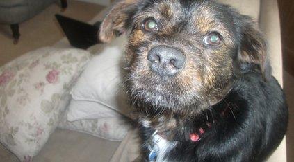 Chester the dog